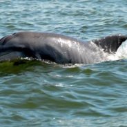 Dolphin Off Texas Coast Is Acting “Aggressive” Due To Prolonged Human Interaction