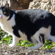 Driver Runs Out Onto Street to Save Injured Cat in Middle of the Road