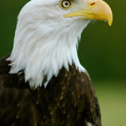 Eagle Adopts Baby Red-Tailed Hawk After Snatching It From Nest For Dinner