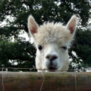 Escaped Therapy Animal Manages To Jump Over Fence To Take Itself On A Stroll In England