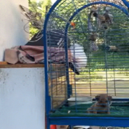 Family Adopts Puppy That Was Rescued From A Locked Bird Cage