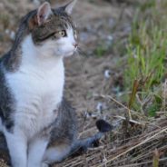 Family Learns Newly Adopted Cat Has Potentially Fatal Disease, But They Stick with Him