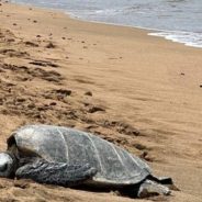 Florida Residents Can Help Threatened Sea Turtles By Simply Turning Off Their Lights