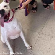 Georgia Shelter Dog Sports Biggest Smile As She Is Adopted After Spending 324 Days In Shelter