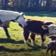 Girl Rescues an Elusive Calf with Cleverness and Loving Patience