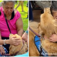 Golden Retrievers Head To Uvalde To Provide Comfort To Those Affected By School Shooting