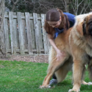 Groomer Takes The Opportunity To Work On A Giant Dog