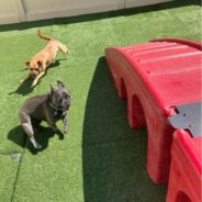 Guide to Dog Boarding for the Day — Dog Daycare