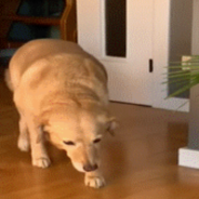 Guilty Dog Doesn’t Want To Come When Her Owner Calls