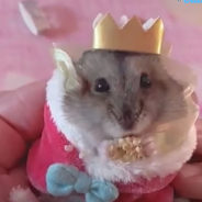 Hamster in Cute Royal Robe and Crown Celebrates Queen Elizabeth’s Platinum Jubilee