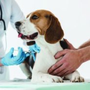 Help for Kennel Cough (Canine Infectious Respiratory Disease)