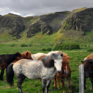 Horses Will Respond To Work Emails So You Can Disconnect While Visiting Iceland