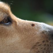 How to Identify Tick Bites on Dogs and Next Steps to Take