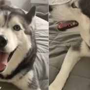 Husky Argues with Her Mom Because of a Makeup Sponge