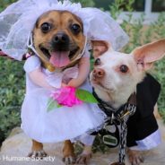 Inseparable Shelter Dogs Get Married In Adorable Wedding Ceremony