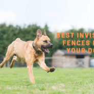 Invisible Fence for Dogs – Most Effective Wireless Dog Fences