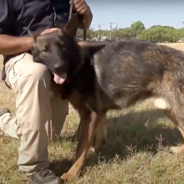 K9 Trainer To Gift Service Dog To Survivor Of Uvalde School Shooting