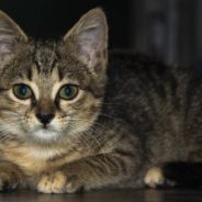 Kitten Survives 60 Miles Under the Hood of a Car