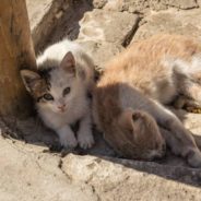 Landlord Pays for Medical Care and Waives Pet Deposit When Tenant Falls in Love with Two Strays