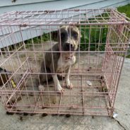 Left Outside To Starve In A Filthy Cage, Abandoned Dog Blossoms After Rescuers Show Her Love