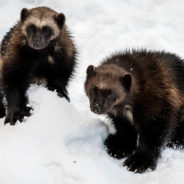 Less Than 300 Wolverines Remain In The Lower 48 States — Help Us Get Them Classified As Endangered