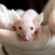 Louisiana Bans Sale Of Cosmetics Tested On Animals