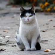 Malnourished, Abandoned 15-Year-Old Cat Rescued From Streets