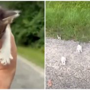 Man Rescues Kitten On Side Of The Road, Then Gets ‘Ambushed’ By 12 More Kittens