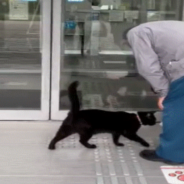 Mischievous Cats Start Years-Long Rivalry With Security Guard