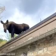 Moose Spotted On Roof Of Montana Lodge Munching On Nearby Tree