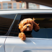 Motorists In The UK Could Be Fined For Driving With Dogs