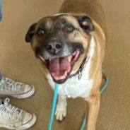 Nebraska Shelter Dog Finally Experiences “Gotcha Day” After Waiting Nearly 5 Years