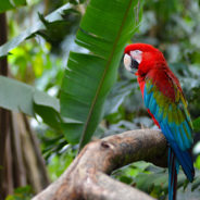 New Research Shows That The Parrot Species’ Long Lifespan Is Due To Them Having Big Brains