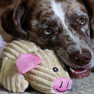 New Study Gives Insight Into How Dogs Think About Their Toys