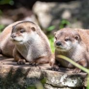 New Study Shows That Otters Learn From Each Other to Overcome Challenges