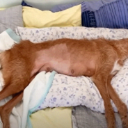 Paralyzed Dog Abandoned By Owner When She Can No Longer Hunt