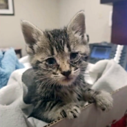 Paralyzed Kitten On Brink Of Death Has New Lease On Life Thanks To Woman Who Found Him