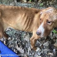 Pennsylvania Police Looking For Person Who Dumped Malnourished Dog At Abandoned Home