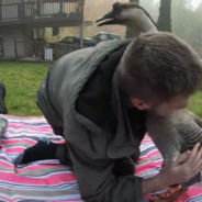 Pet Goose Snuggles Owner And Attacks Everyone Else