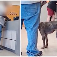 Pit Bull Returned Abused & Malnourished A Year After He Was Adopted