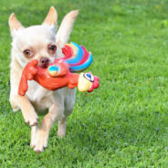 Playful Dog Wants to Fetch Ball with a Statue. Watch the Cute Video