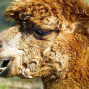 Police Greeted By Alpaca After Pulling Car Over For Routine Inspection