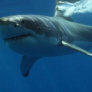 Popular Cape Cod Beach Temporarily Closes After Great White Shark Sighting