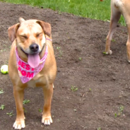 Pregnant Dog Who Got Rescued On The Day She Was To Be Euthanized Celebrates 1st Birthday Of Her Litter