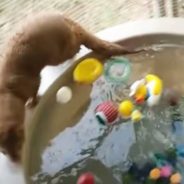 Rescue Mink is So Fond of Swimming and Diving for His Toys at His Own Pool in His New Forever Home