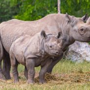 Sanctuary In Africa Is Successfully Repopulating Critically Endangered Black Rhinos