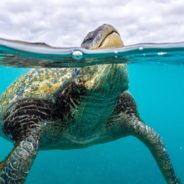 Sea Turtles Could Go Extinct By The End Of The Century