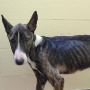 Shelter Works to Save Neglected, Dangerously Skinny Dog