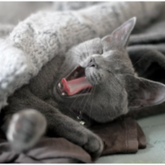 Should your cat sleep on your bed?