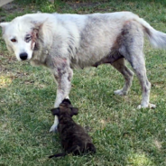 Sick & Unwanted Husky Finds Happiness After Former Owners Choose New Puppy Over Her